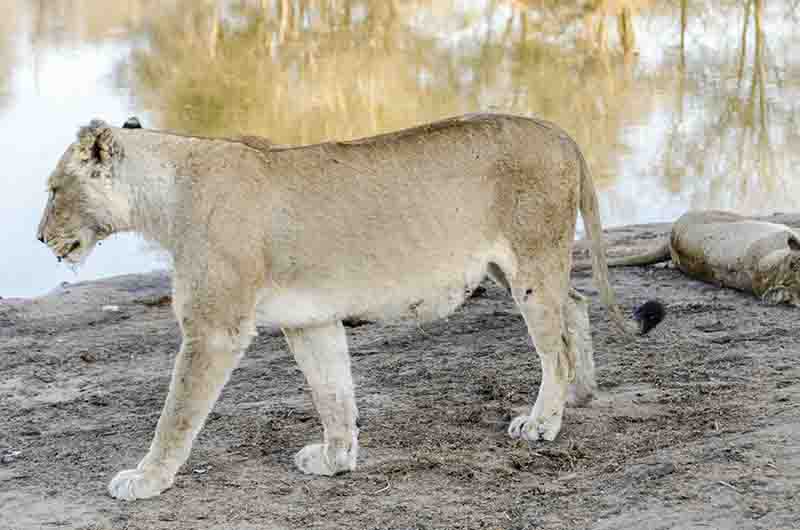 Leona - parque nacional Kruger - Sudáfrica 07.jpg